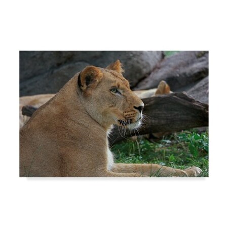 Galloimages Online 'The Lioness 2' Canvas Art,16x24